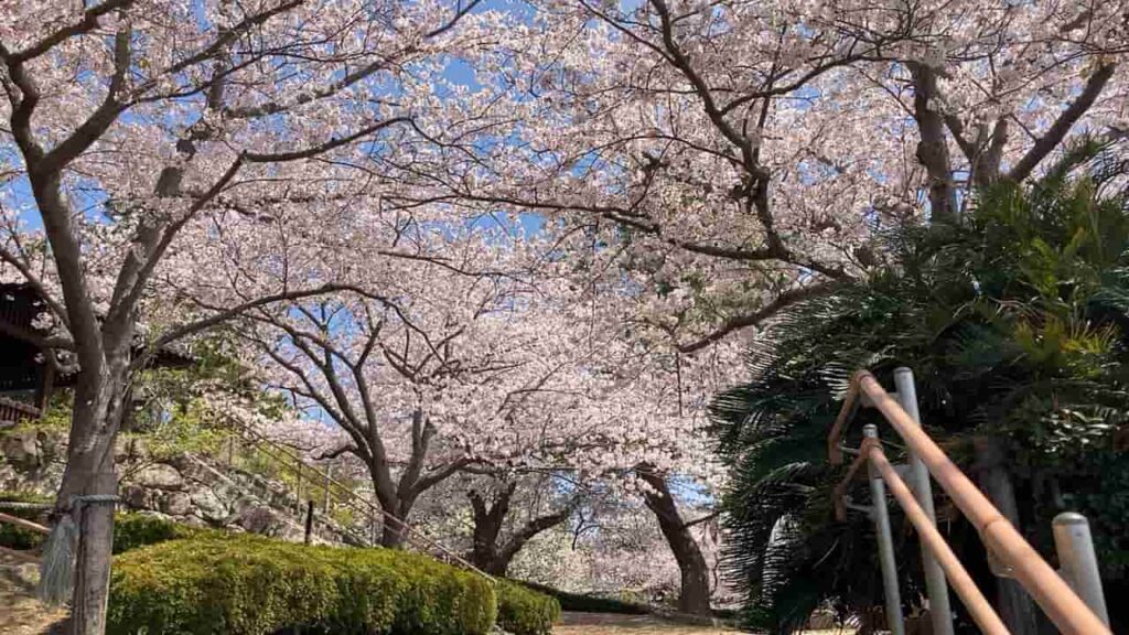 城下公園の桜３