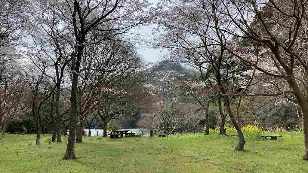 安岐ダムの桜３
