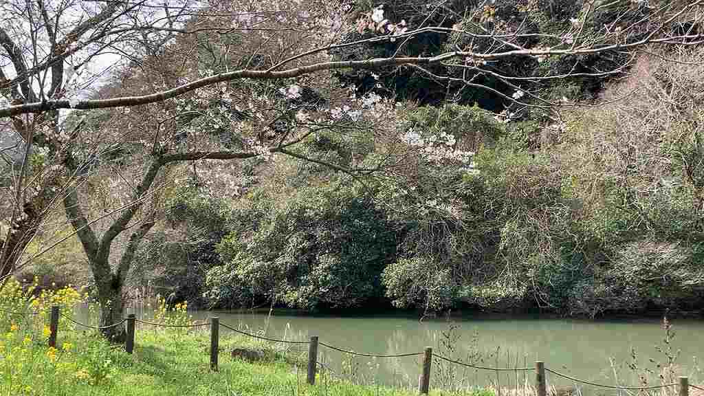 安岐ダムの桜４