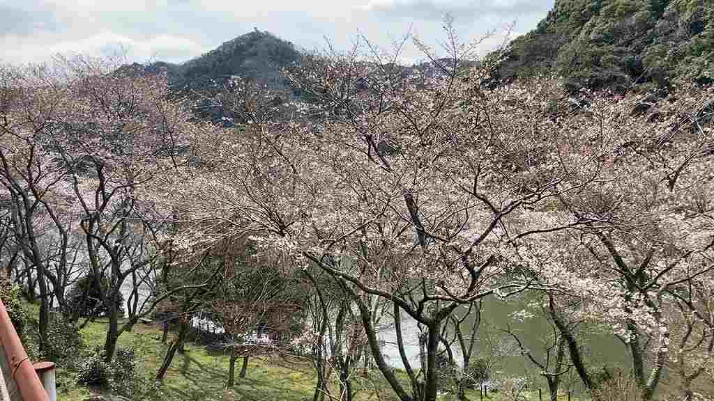 安岐ダムの桜１７