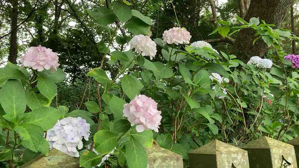 若宮八幡あじさい１１