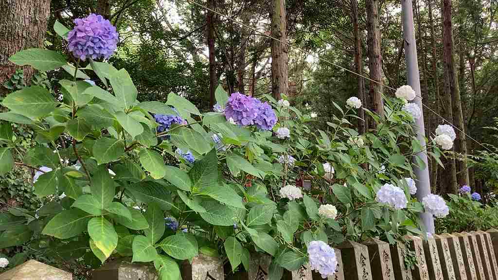 若宮八幡あじさい７