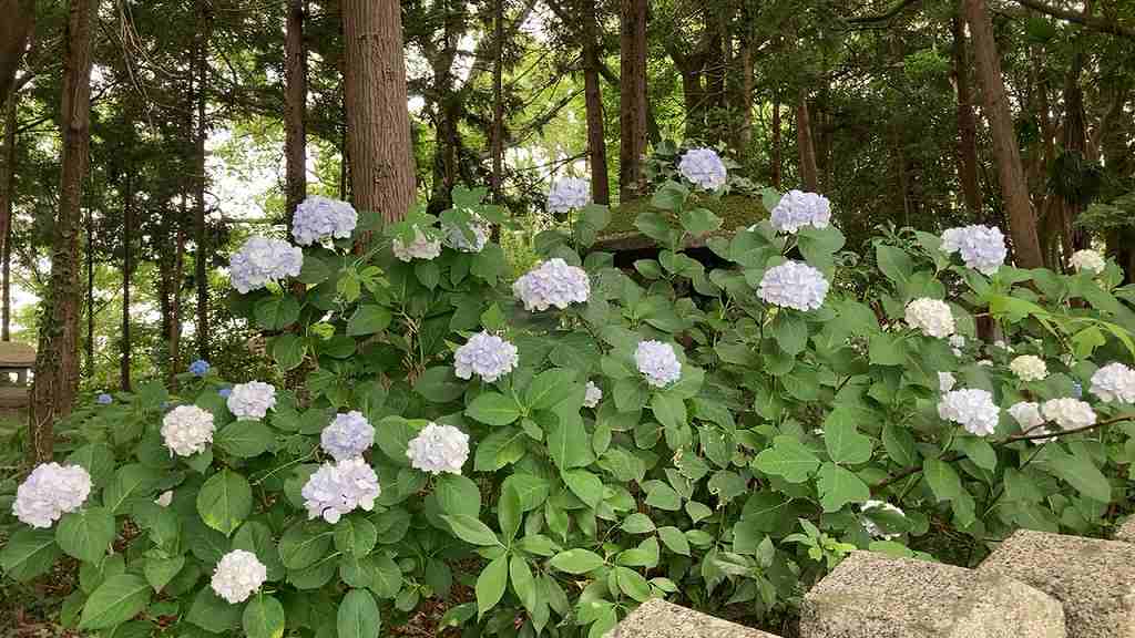 若宮八幡あじさい８