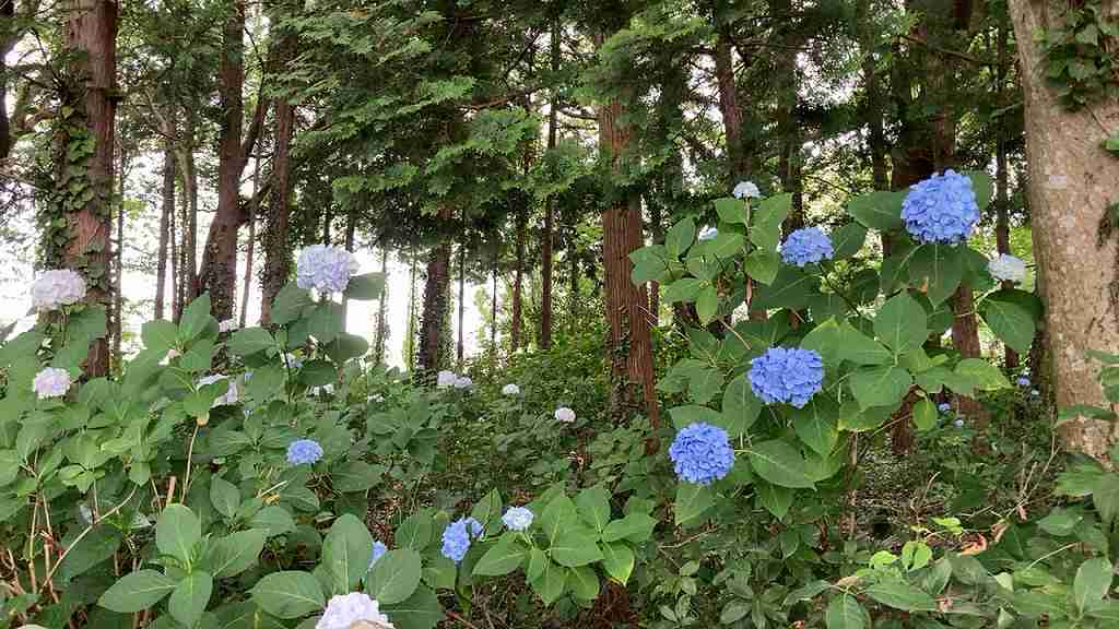 若宮八幡あじさい９