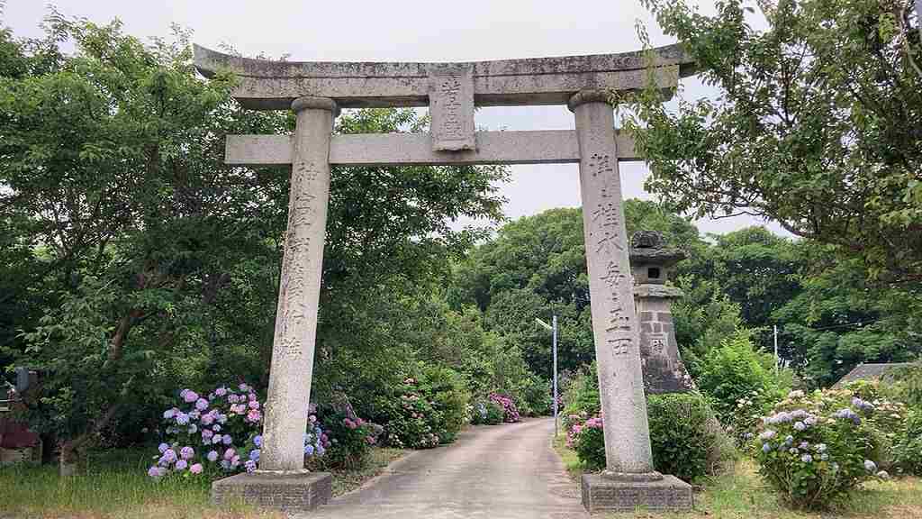 若宮八幡あじさい１７