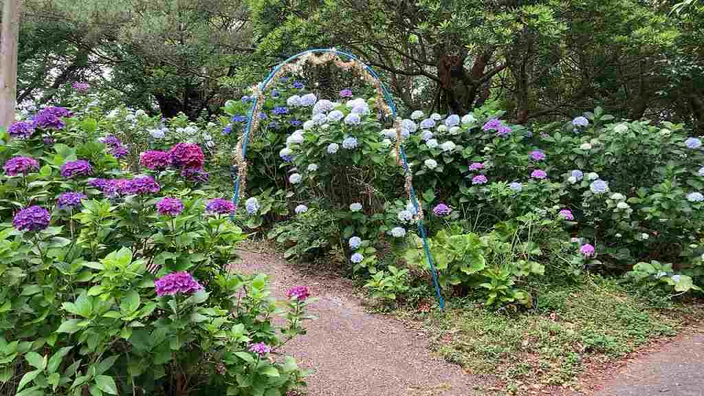 長崎鼻６・紫陽花アイキャッチ