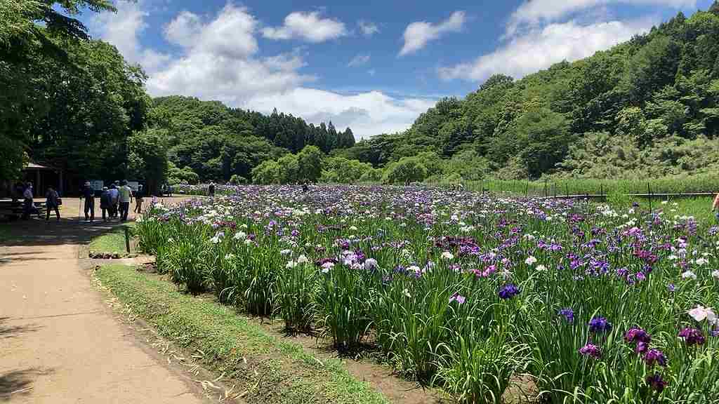 しょうぶ園１１