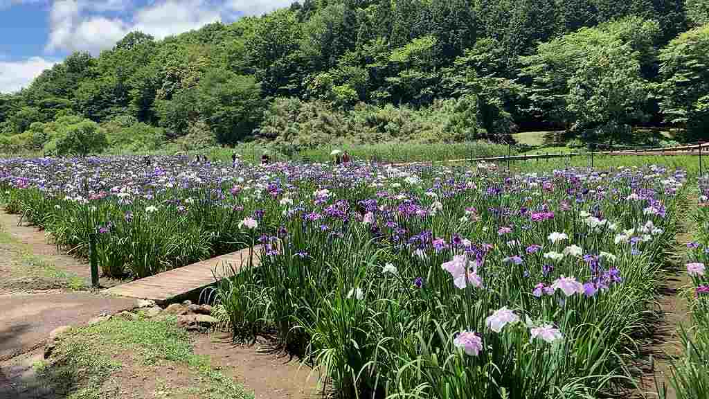 しょうぶ園１５