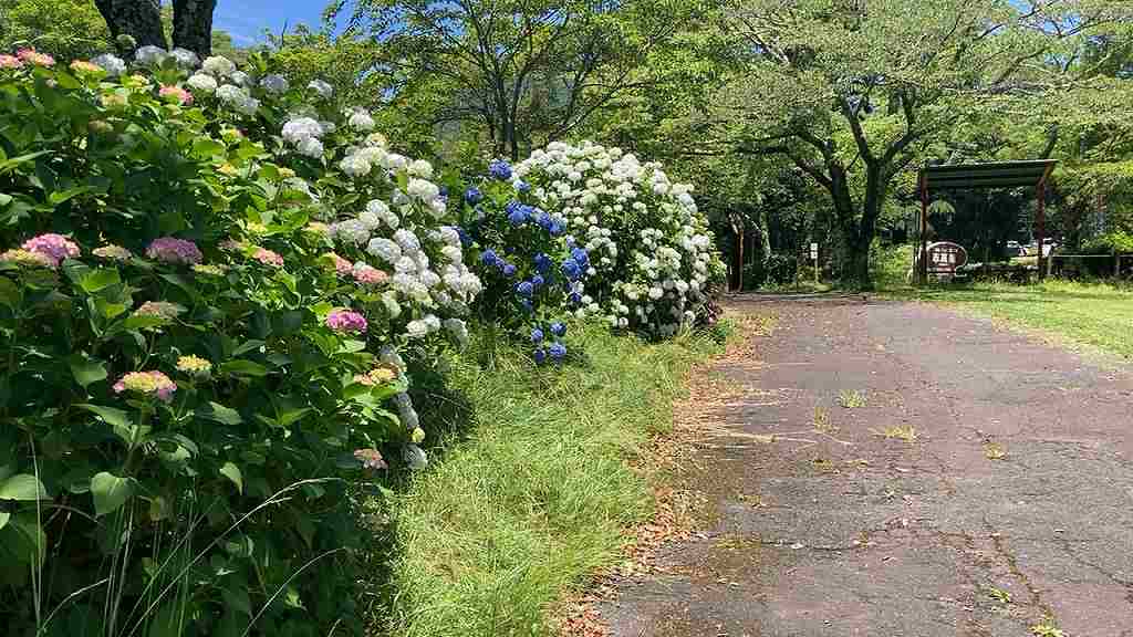 志高湖に戻る