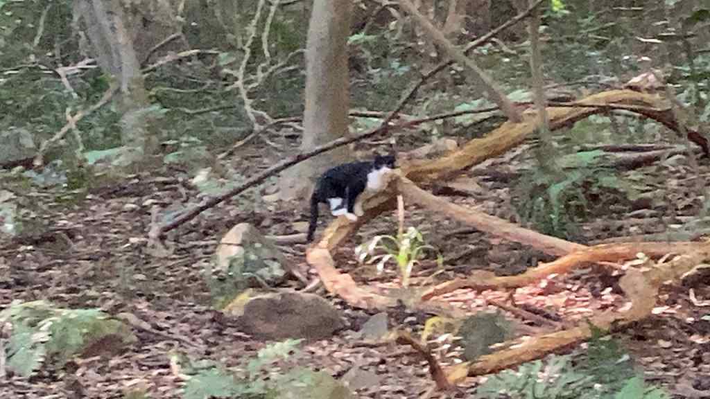 野良猫