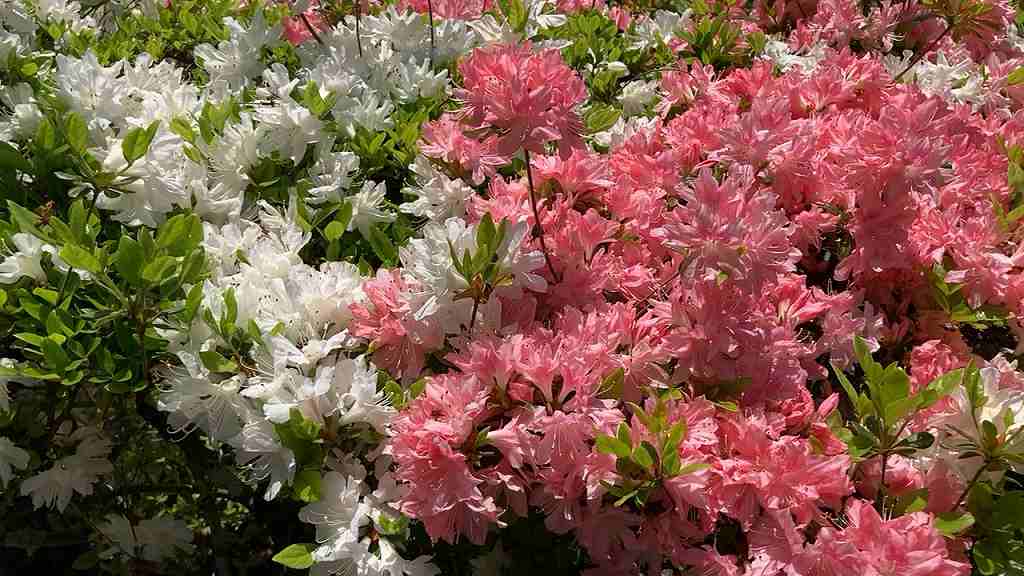 日輪寺つつじ公園１８