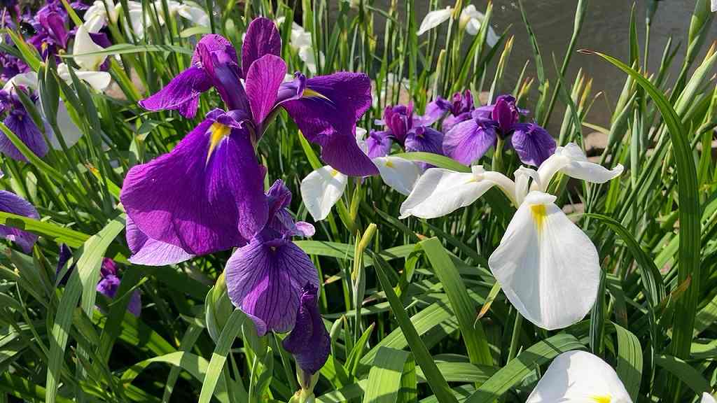 花しょうぶ10