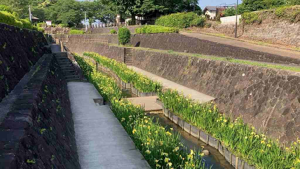 花しょうぶ15