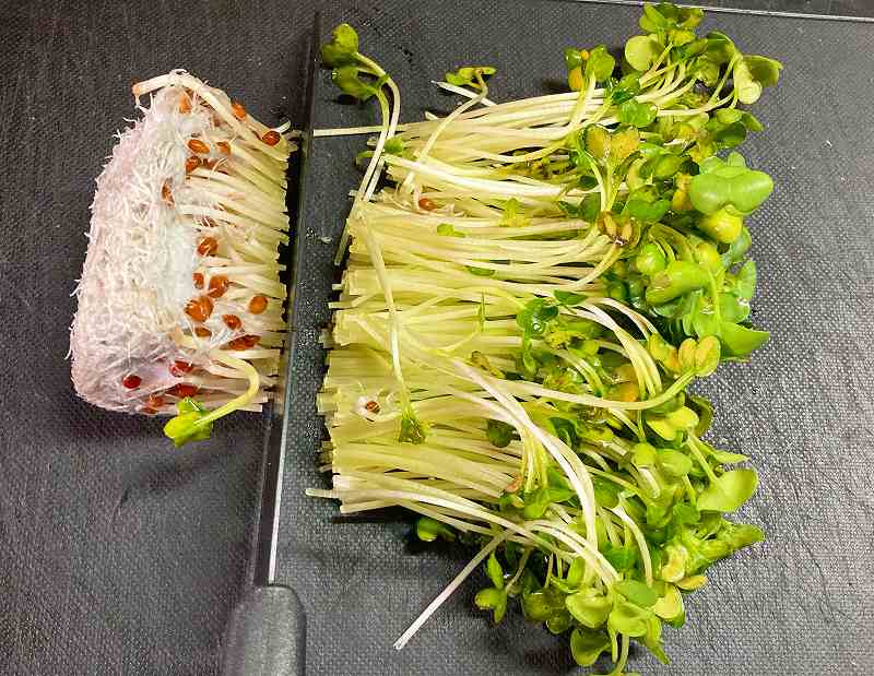 貝割れカット
