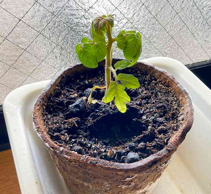 ポットの株、その４アイキャッチ