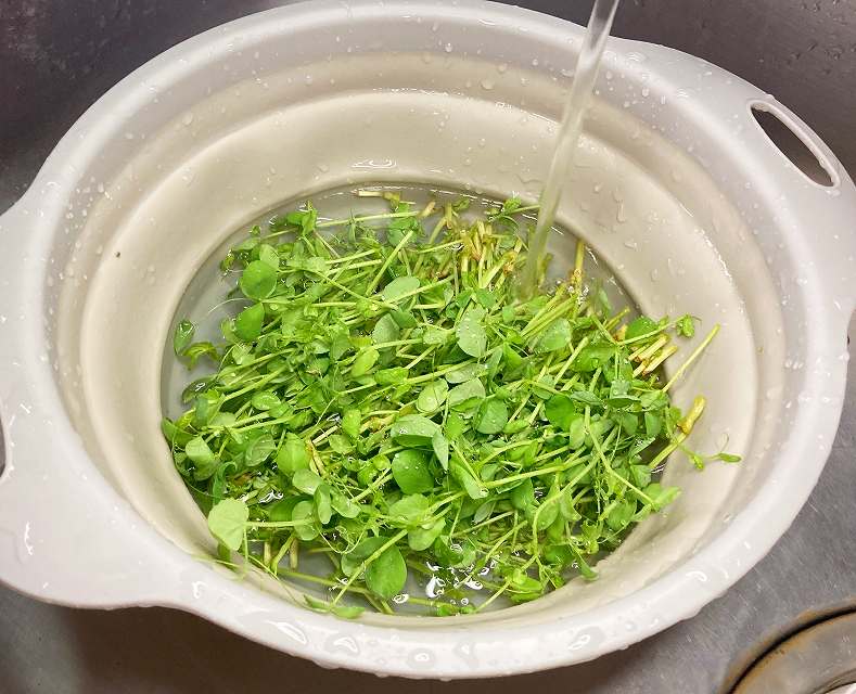豆苗を洗う