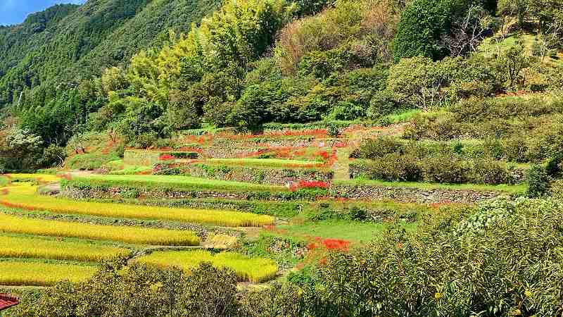 彼岸花