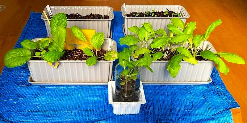 全体、収穫アイキャッチ