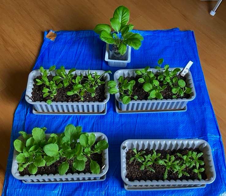 プランターの育成状況