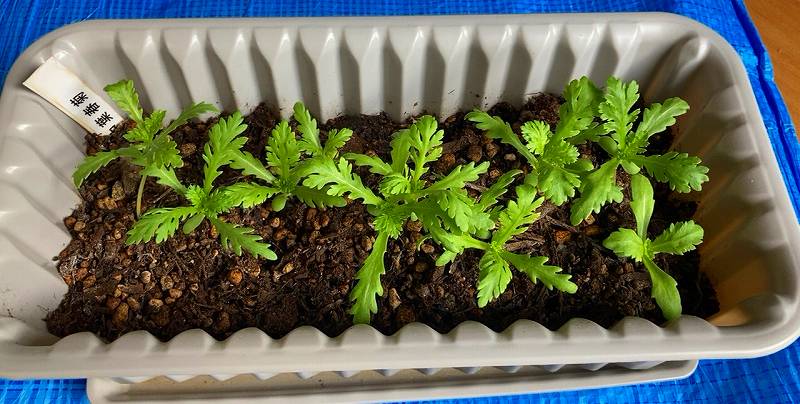 プランターの育成状況２