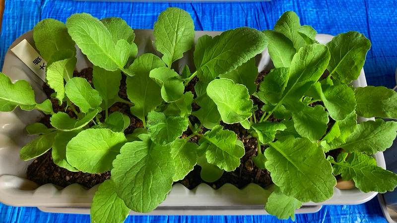 プランターの育成状況３