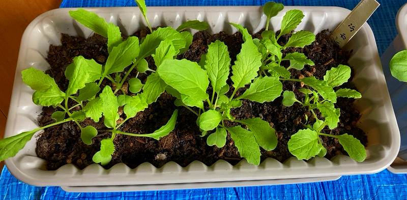 プランターの育成状況４