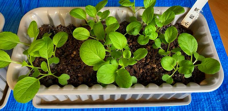 プランターの育成状況５