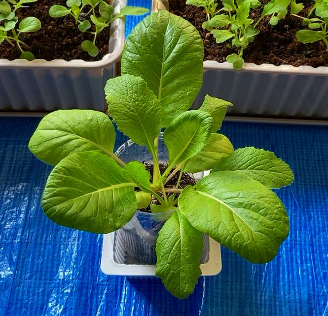 プランターの育成状況６