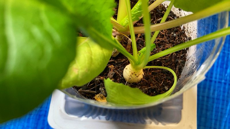 プランターの育成状況７