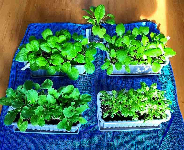 ベランダ菜園アイキャッチ