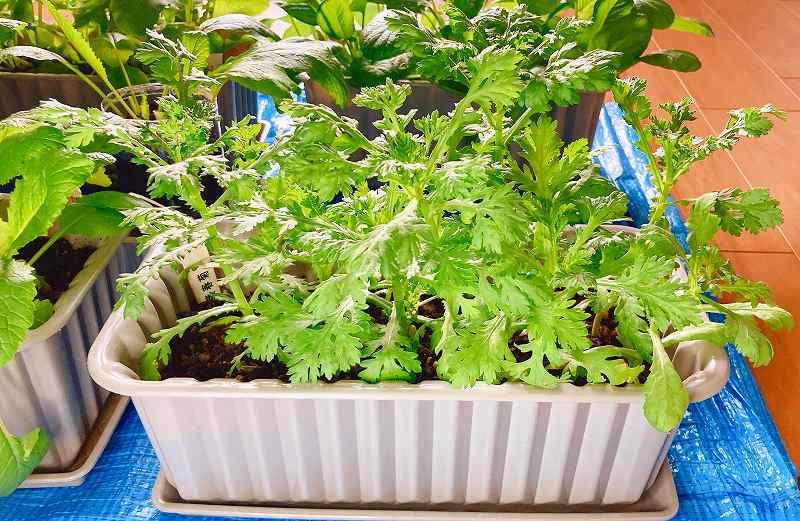 春菊68日目、春菊収穫アイキャッチ