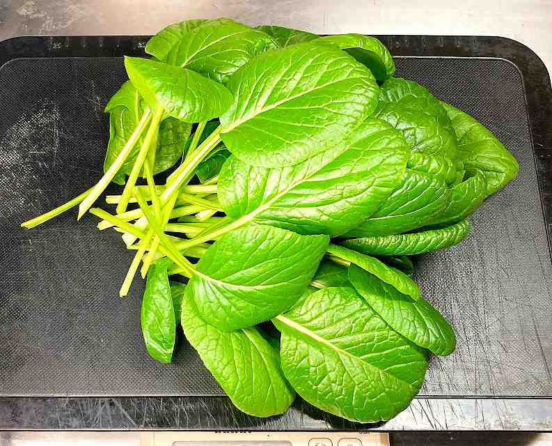 小松菜収穫2