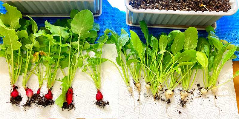 はつか大根と小かぶの収穫２