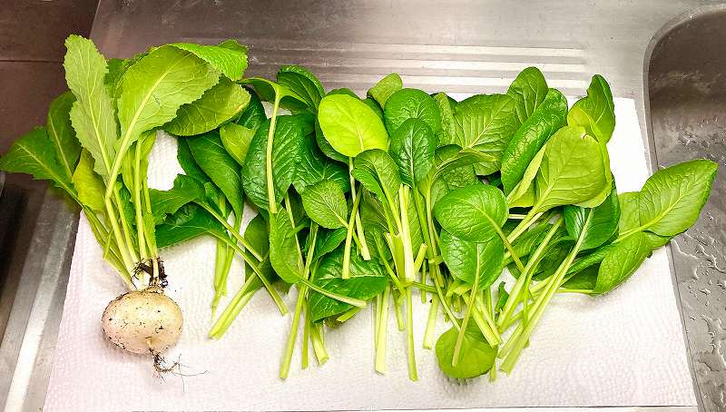 小松菜の収穫２