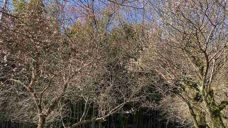 谷尾崎梅林公園２