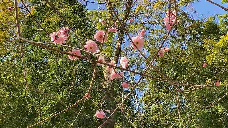 谷尾崎梅林公園３