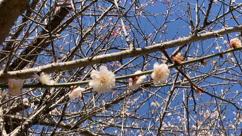 谷尾崎梅林公園５