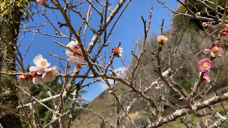 谷尾崎梅林公園６、アイキャッチ