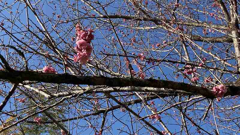 谷尾崎梅林公園７