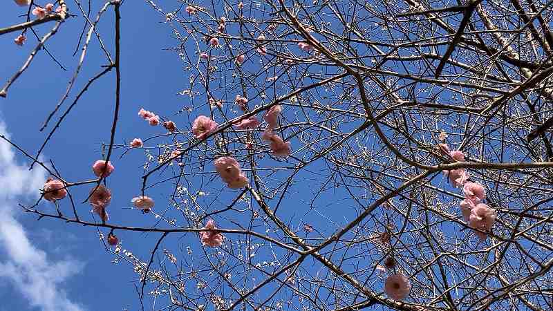 谷尾崎梅林公園１０