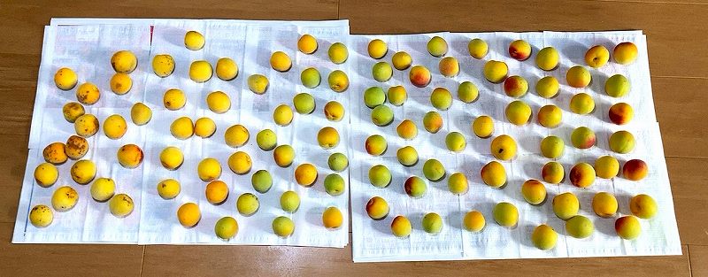 新たに追熟