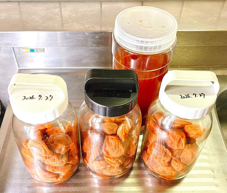 熟成中の梅干し