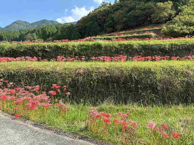 番所の棚田6