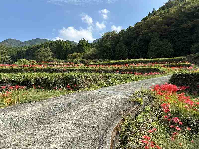 番所の棚田7
