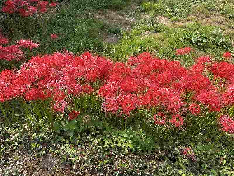 番所の棚田8