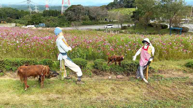 萌の里コスモス３